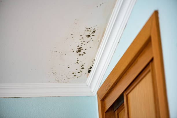 Office Mold Removal Services in Many, LA